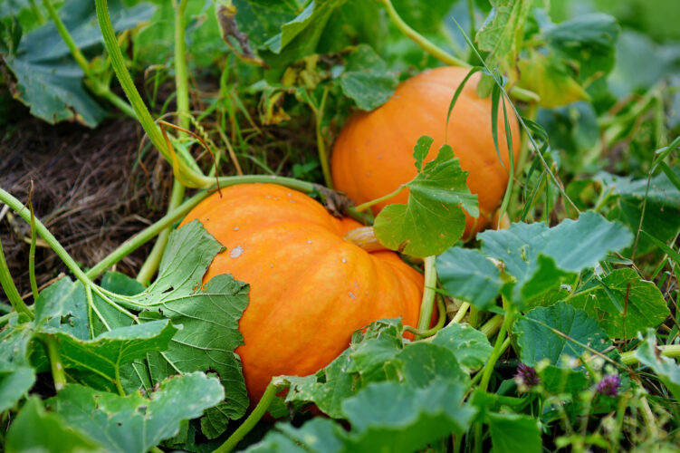 Growing Pumpkins in Your Own Garden
