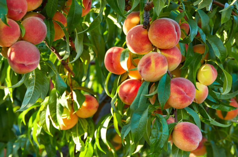 Good Fruit Trees For Beginners