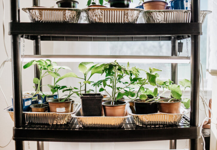 Build A Grow Light Setup For Seedlings