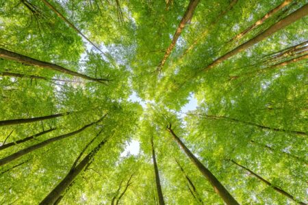 Less is More: Bringing Down Consumption Image