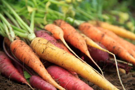 Heirloom Carrot Varieties Image