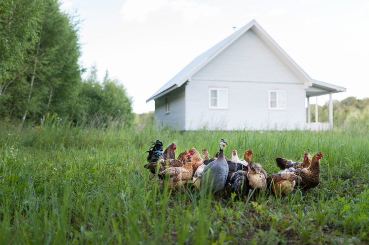 Introducing New Chickens and Other Poultry into Your Existing Flock
