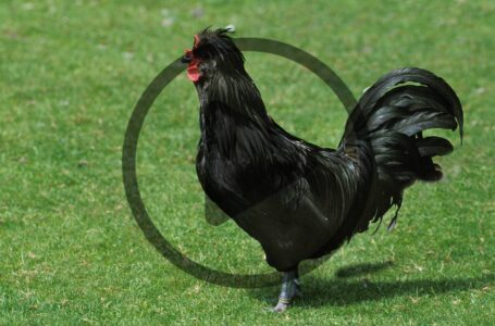 Heritage Breed Update with the Livestock Conservancy Image