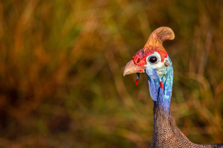 7 Advantages of Keeping Guinea Fowl on Your Homestead