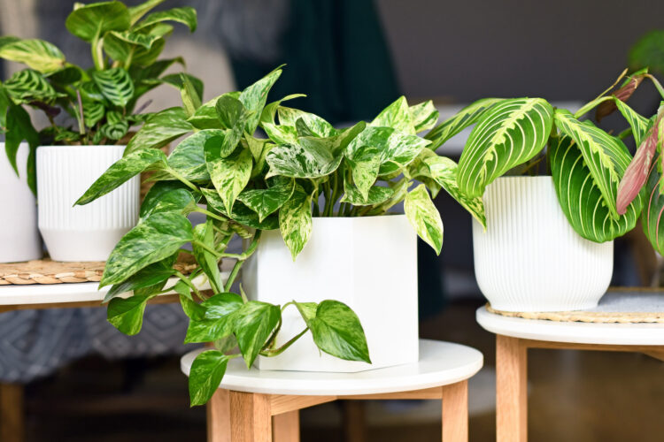 Best Indoor Houseplants For Clean Air