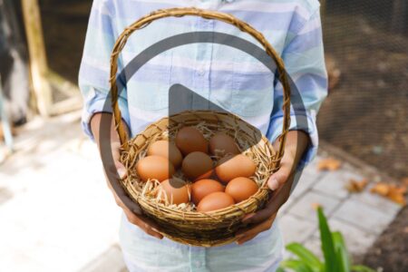 How to Sell Eggs at Home Image