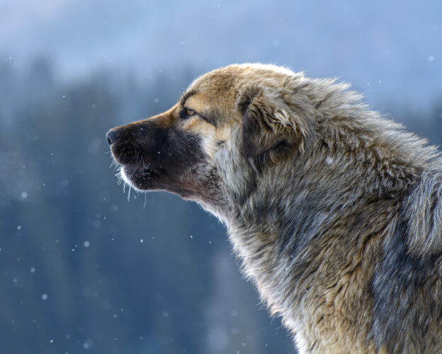 Livestock Guardian Animals