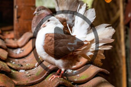 Do Pigeons Make Good Pets? An Interview with the National Pigeon Association Image