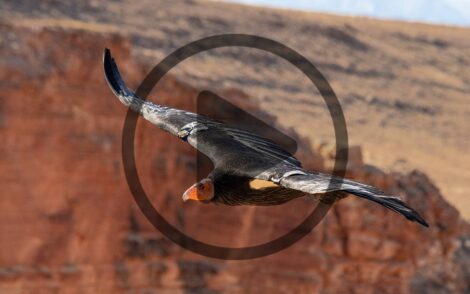 Condors, Conservation, and You Image