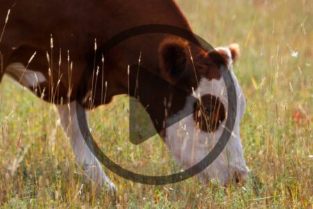 Responsible Antibiotics Use in Animals Image