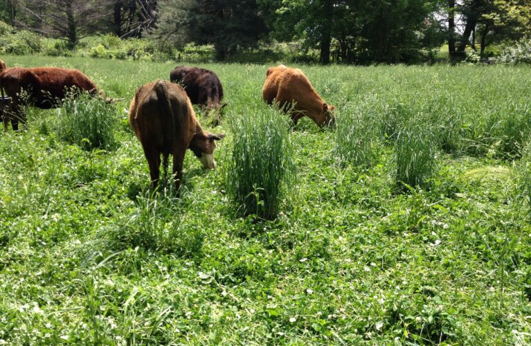 Best Grass for Cattle Grazing