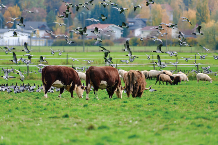 Avian Flu Precautions