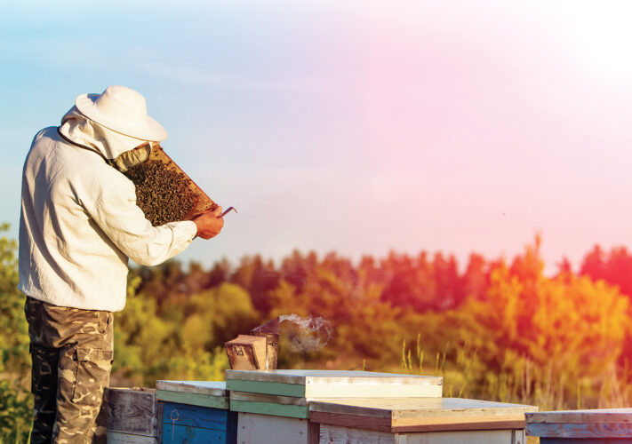 Varroa Mite Treatment for Bees