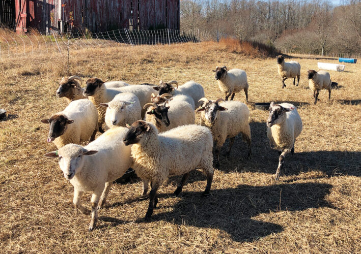 Best Farm Animals for Beginners Image