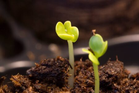 Best Seed Starting Method & Tips Image