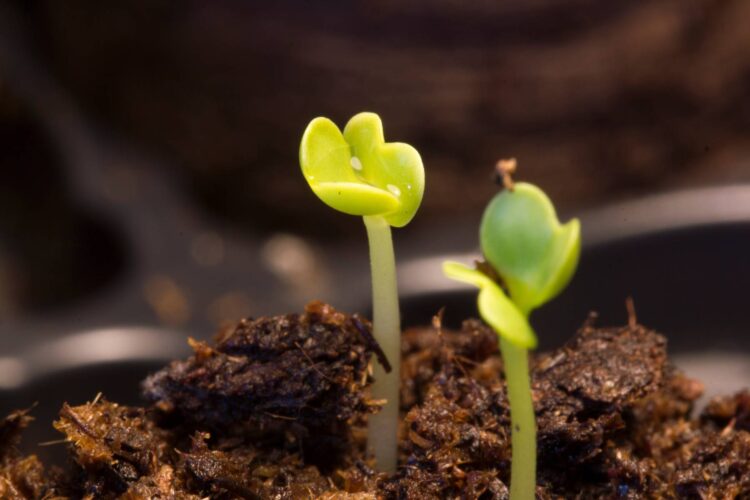 Best Seed Starting Method & Tips