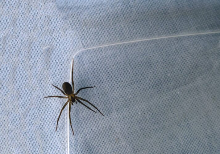 Avoid the Brown Recluse Spider