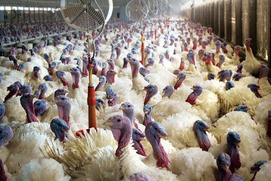 Bird Flu Outbreak Sweeps Across Factory Farms