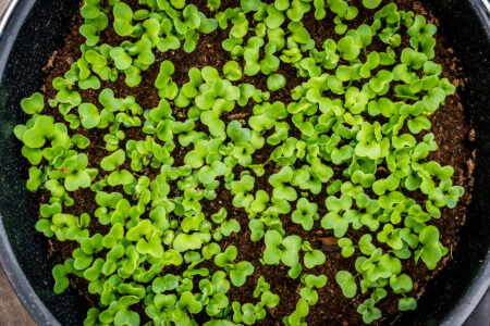 DIY Self Watering Planters For Tomatoes & Herbs Image