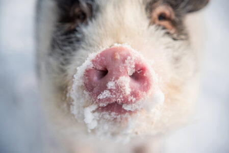 Farm Vet Advice on Caring for Winter Livestock Image