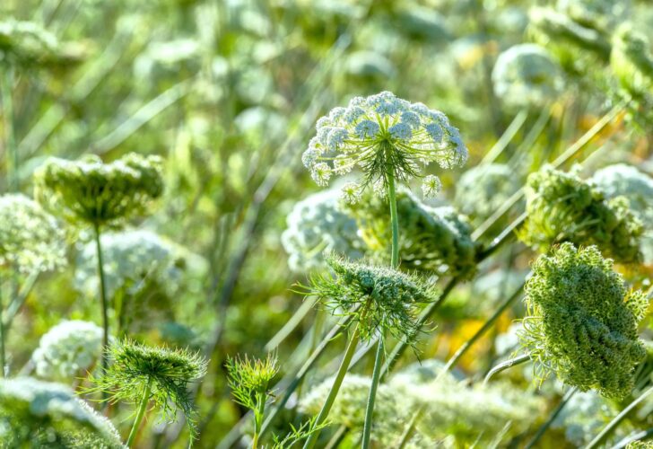 Self-Seeding Vegetables, Herbs and Flowers