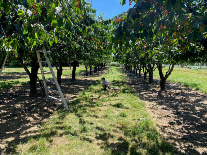 Garden Planning Guidelines for Fruit Tree Spacing