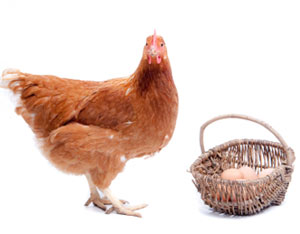 Egg Grades: Chicken Egg Quality