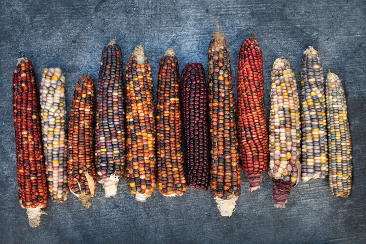 The History of 'Carl's Glass Gems' Native American Rainbow Corn