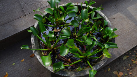 How to Make a Container Water Garden Image