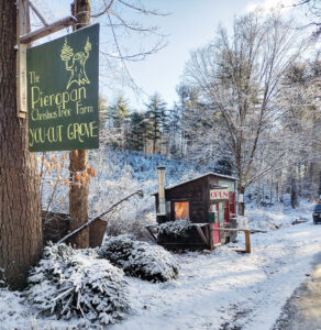Coppicing Christmas Trees Image