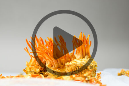 What are Cordyceps Mushrooms? Image