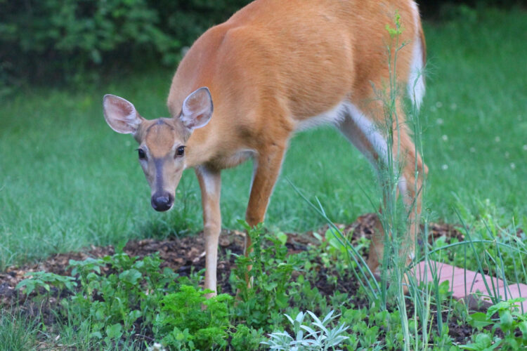 Organic Deer-Proof Garden Ideas and Tips