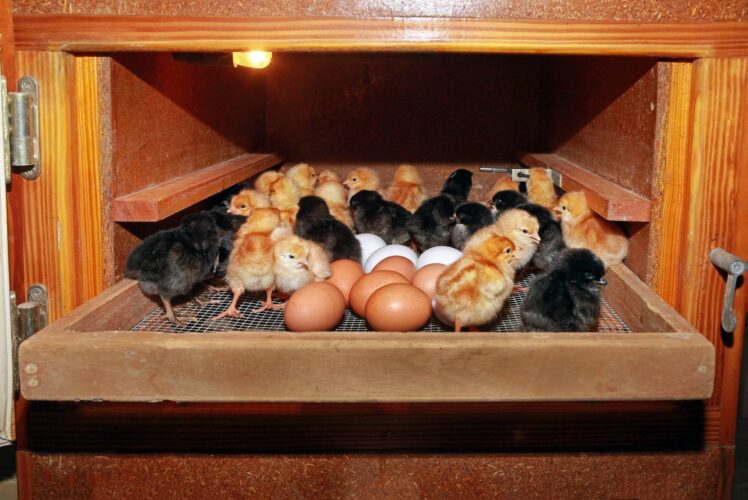 Build a Homemade Egg Incubator