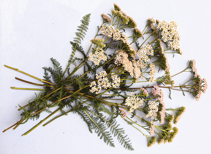 DIY Herbal Salt with Yarrow