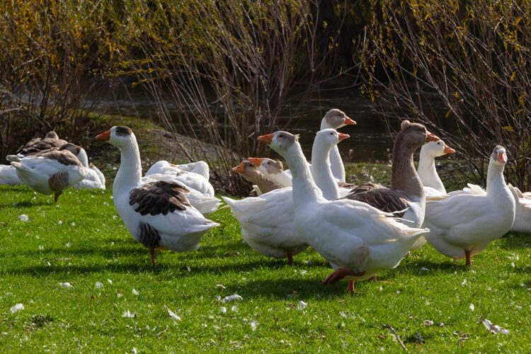 Breeds of Geese
