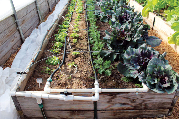 Homemade Drip Irrigation System
