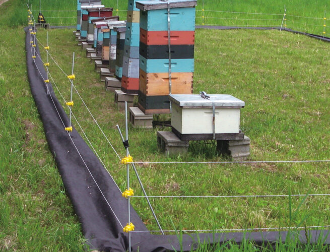 How to Protect Beehives from Predators