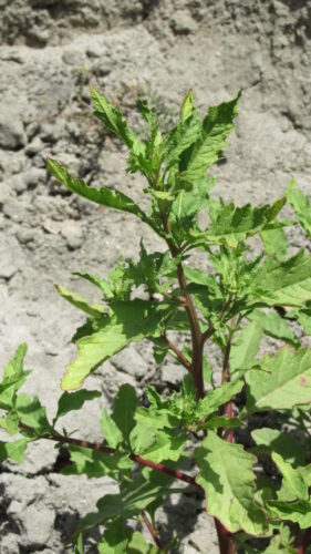 Getting to Know Epazote