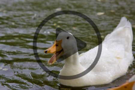 How to Protect Your Poultry and Waterfowl Image