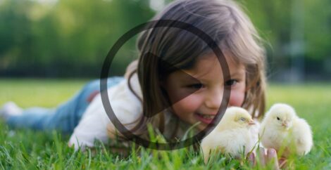 Teaching Kids About Hatching Baby Chicks Image