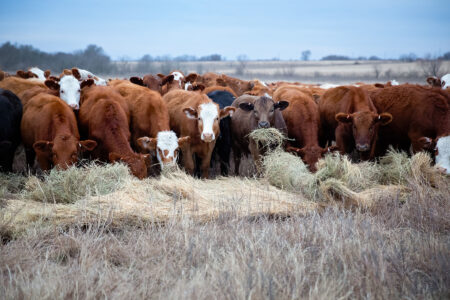 Feeding Beef Cattle on the Homestead Image