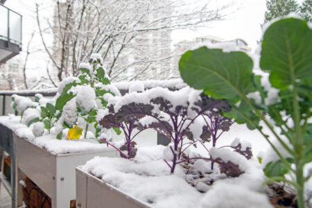 Saving Frost Tolerant Vegetables Image