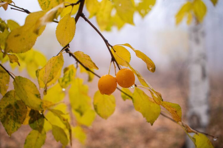 Fruit Trees That Change Color for Beautiful Fall Landscaping
