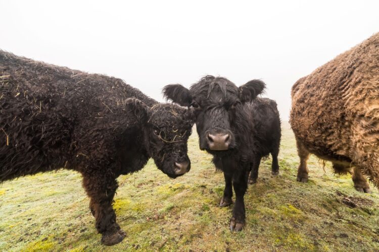 All About Galloway Cows