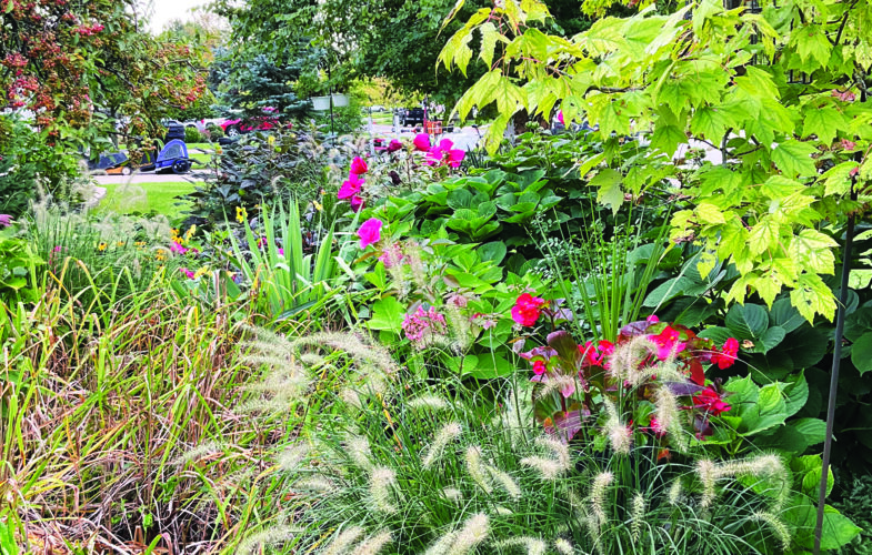 Bug Identifier: Common Garden Insects