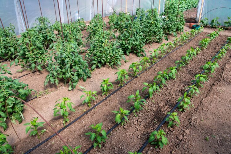 Watering Vegetable Gardens Image