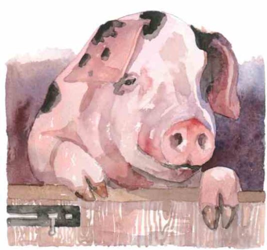 Raising Pigs 101: Understanding Pig Sounds and Porcine Terminology