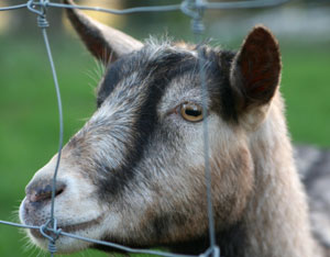Keeping Goats on Your Farm (And Out of Trouble)