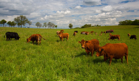 Ethical Beef, Part 5: Agriculture Benefits from Grazing Animals