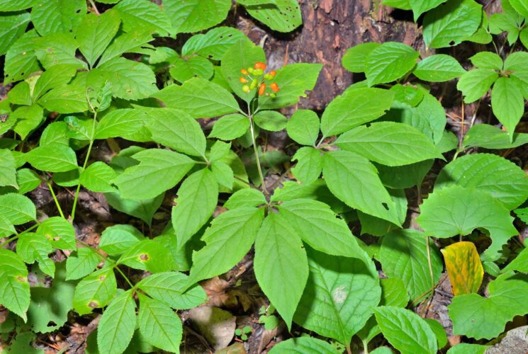 Growing American Ginseng For Profit